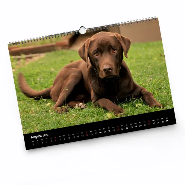 Mit einem Fotokalender setzen Sie Ihre Haustiere perfekt in Szene.