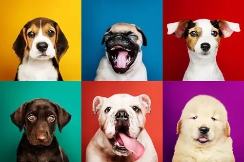 Kreative Geschenkideen für Hundehalter