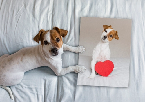 Haustierfoto als Kunstwerk