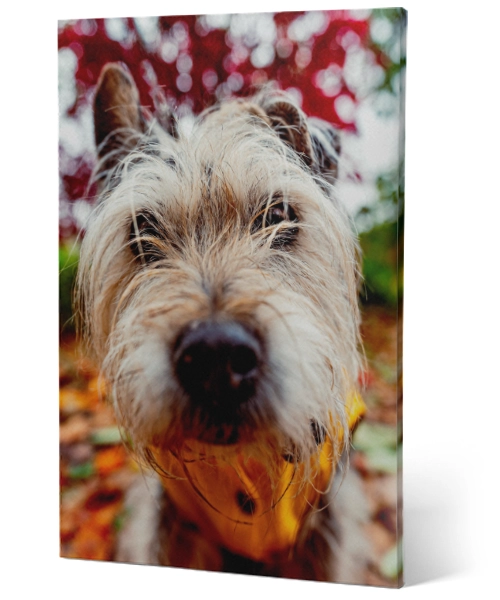Fotoleinwand mit Terrier