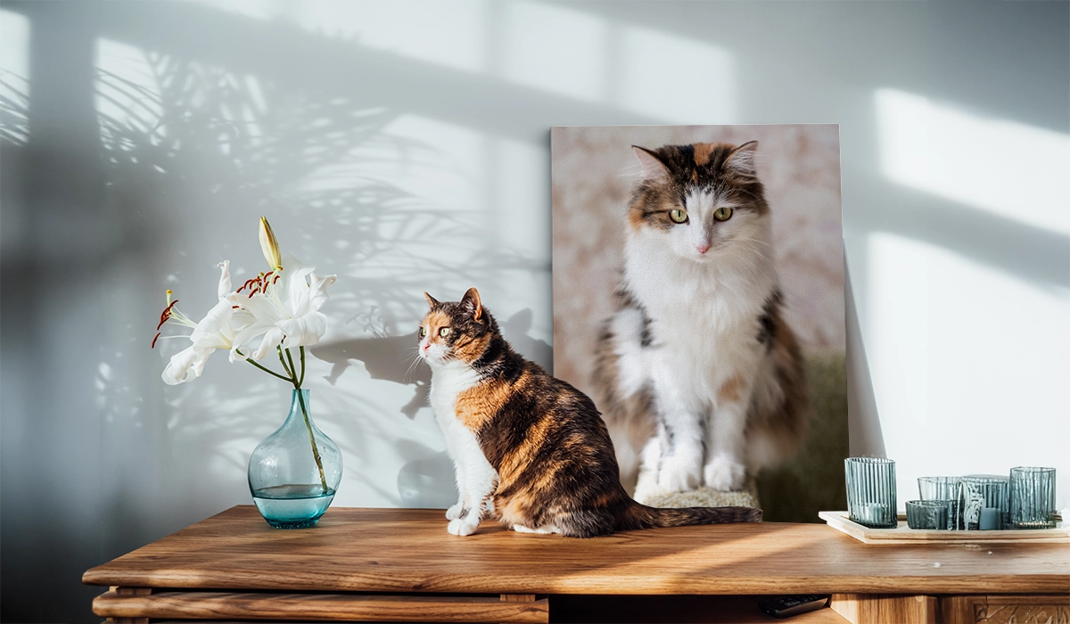 Katzenfoto auf Leinwand drucken lassen