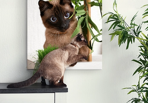 Foto Ihrer Katze auf Leinwand gedruckt