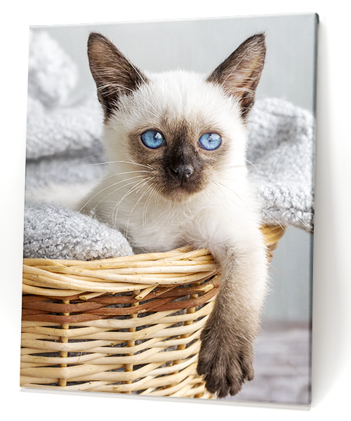 Fotoleinwand mit Foto von Babykitten
