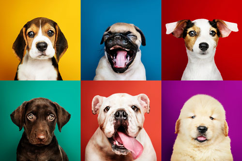 Kreative Geschenkideen für Hundehalter