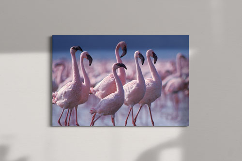 Flamingo-Kolonie auf Leinwand drucken
